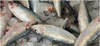 Frozen Mix Fish Surimi