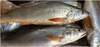 Frozen Mix Fish Surimi