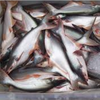 Frozen Pangas Surimi
