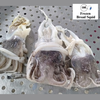 Frozen Broad Squid