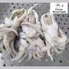 Frozen Broad Squid