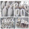 Frozen Broad Squid