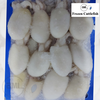 Frozen Cuttlefish