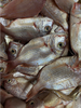 Frozen Seabream Surimi 500-700