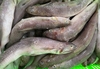 Frozen Eso Surimi