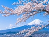 ha-noi-osaka-kyoto-yamanashi-phu-sy-tokyo-narita
