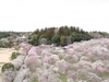 ha-noi-osaka-kyoto-yamanashi-phu-sy-tokyo-narita