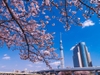ha-noi-osaka-kyoto-yamanashi-phu-sy-tokyo-narita