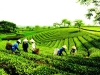 cao-bang-bac-can-thai-nguyen