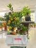chau-cay-quat-tieu-canh-quat-doc-la-don-tet-2025