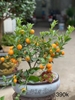 chau-cay-quat-tieu-canh-quat-doc-la-don-tet-2025