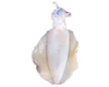 Mực lá làm sạch ( 4- 6 lạng/con) (kg)