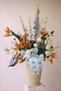Birds of Paradise