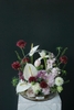Scabiosa