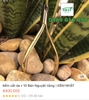 Combo • 10 Bán Nguyệt Vàng