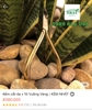 Combo • 10 Vuông Vàng