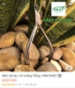 Combo • 10 Vuông Trắng