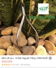 Combo • 10 Bán Nguyệt Trắng