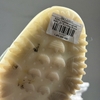 SZ45.3 adidas originals NMD_S1 Running Shoes White GZ7900 115987