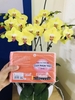 Giàn phun viên 36 ống