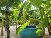 Villa PD Hòa Phú  Mũi Né ( Biển Tuy Hòa )