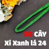 (50 cây) Xanh lá 24
