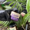 Pomade Oli Jupiter TAILENTO