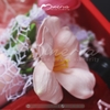 Tulip Giftset