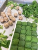 Sụn hấp lá bầu HQ khay to 24 cái