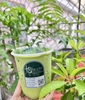 Trà sữa thái xanh