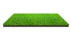 Cỏ sân golf
