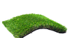 Cỏ sân vườn