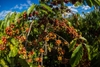 hoang-hiep-premium-coffee