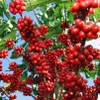 arabica-coffee-typica