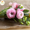Xịt màu Hasfarm/xịt màu hoa tươi