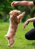 BALLET