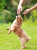 BALLET