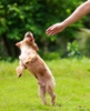 BALLET