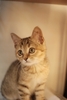 Maru