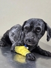 Mun