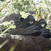 Dép Adidas Sandal Terrex Hydroterra  ĐEN - ID4269