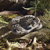 Dép Adidas Sandals Terrex HydroterraXÁM ĐEN - IE8009