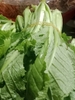 RAU CỦ QUẢ