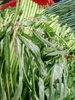 RAU CỦ QUẢ