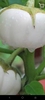 RAU CỦ QUẢ