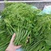 RAU CỦ QUẢ