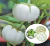 RAU CỦ QUẢ