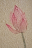 Tranh hoa sen bo góc