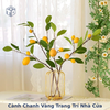 Cành Chanh Vàng Trang Trí Nhà Cửa