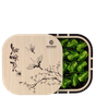 XUÂN NHẬT TRÀ